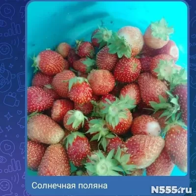 Саженцы виктории