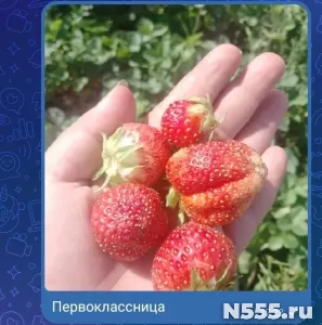 Саженцы виктории фото 1