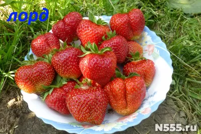 Саженцы виктории фото 11