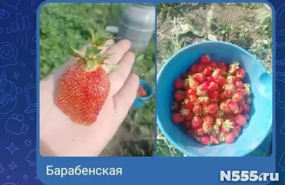 Саженцы виктории фото 3