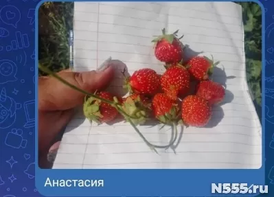 Саженцы виктории фото 4