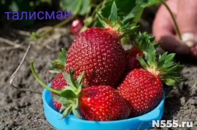 Саженцы виктории фото 7