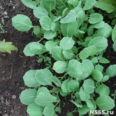 Продаю рассаду