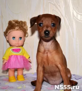 Очаровательный щенок цвергпинчера