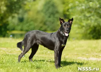 собака в дар